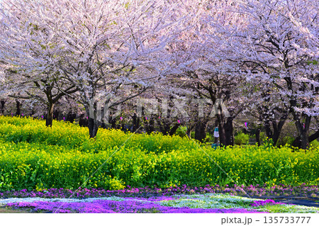 赤城南面千本桜　イベント広場会場からの眺め　　 135733777