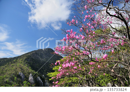 釈迦ヶ岳を望む(アケボノツツジ咲く)　【奈良県上北山村・十津川村】 135733824