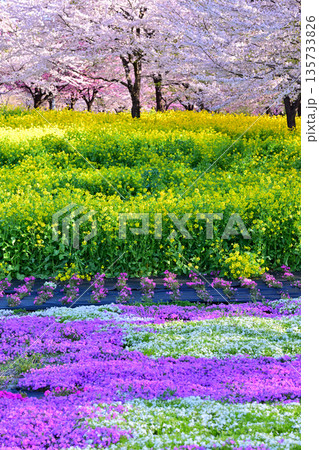 赤城南面千本桜 桜 菜の花 芝桜の彩 イベント広場会場からの眺め 赤城南面千本桜 桜 菜の花 芝桜の彩 イベント広場会場からの眺め 135733826