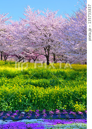 赤城南面千本桜 桜 菜の花 芝桜の彩 イベント広場会場からの眺め 赤城南面千本桜 桜 菜の花 芝桜の彩 イベント広場会場からの眺め 135733837