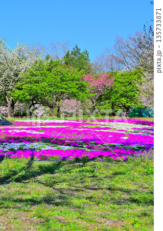 赤城南面千本桜　芝桜の彩　イベント広場会場からの眺め　　 135733871