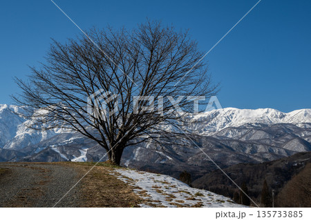 冬景色 冠雪の北アルプス 長野県白馬村 冬景色 冠雪の北アルプス 長野県白馬村 135733885