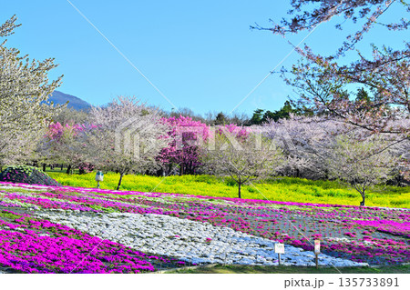 赤城南面千本桜 桜 菜の花 芝桜の彩 イベント広場会場からの眺め 赤城南面千本桜 桜 菜の花 芝桜の彩 イベント広場会場からの眺め 135733891
