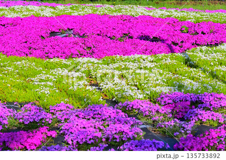 赤城南面千本桜　芝桜の彩　イベント広場会場からの眺め　　 135733892