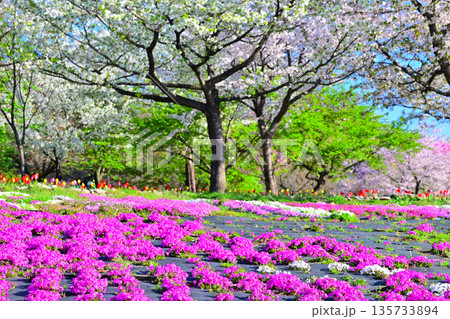 赤城南面千本桜　芝桜の彩　イベント広場会場からの眺め　　 135733894