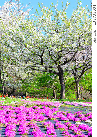 赤城南面千本桜　芝桜の彩　イベント広場会場からの眺め　　 135733901