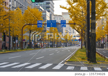 秋の大阪 御堂筋の黄葉したイチョウ並木 秋の大阪 御堂筋の黄葉したイチョウ並木 135734026