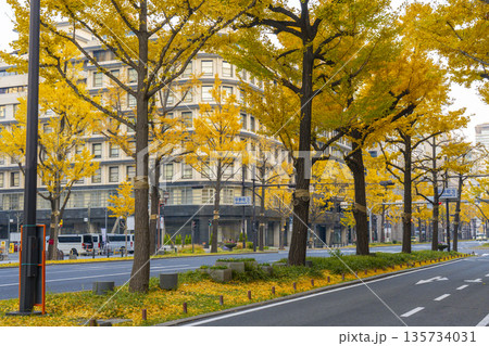 秋の大阪 御堂筋の黄葉したイチョウ並木 秋の大阪 御堂筋の黄葉したイチョウ並木 135734031