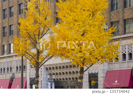 秋の大阪　御堂筋の黄葉したイチョウ並木 135734042