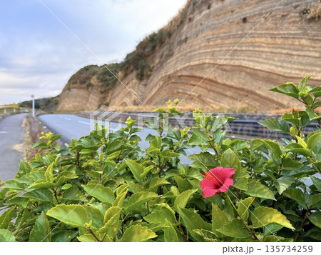 伊豆大島の道路沿いに露出した褶曲した地層の断面 伊豆大島の道路沿いに露出した褶曲した地層の断面 135734259