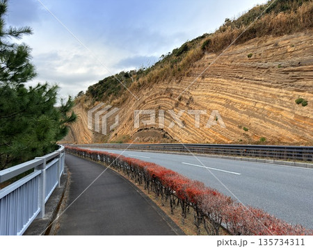 伊豆大島の道路沿いに露出した褶曲した地層の断面 135734311