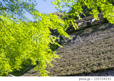 嵯峨鳥居本 青もみじと茅葺き屋根 嵯峨鳥居本 青もみじと茅葺き屋根 135734535