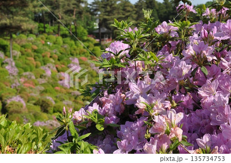 新緑に映えるピンク色のつつじの花と春の自然背景 新緑に映えるピンク色のつつじの花と春の自然背景 135734753