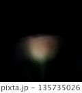 暗闇に浮かぶピンク色の薔薇が左右に動く抽象的表現 暗闇に浮かぶピンク色の薔薇が左右に動く抽象的表現 135735026