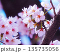春の光に包まれる満開の桜 135735056