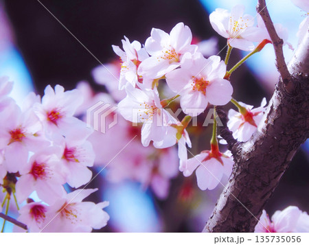 春の光に包まれる満開の桜 135735056