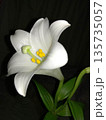 暗闇の中で凛とした姿を見せる一輪の白いユリの花 135735057