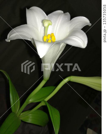 暗闇の中で凛とした姿を見せる一輪の白いユリの花 135735058