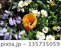 春の花壇でノースポールやビオラに囲まれて咲くオレンジのチューリップ 135735059
