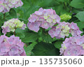 梅雨の季節に鮮やかな緑の葉の中で咲く淡い紫のアジサイ 135735060