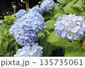 梅雨の季節に鮮やかな緑の葉の中で咲く淡いブルーのアジサイ 135735061