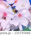 夜空の下で幻想的に光り輝く満開の桜の花 135735066