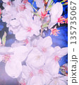 夜空の下で幻想的に光り輝く満開の桜の花 135735067