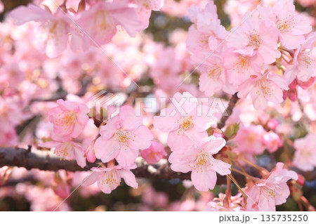 河津桜9256 135735250
