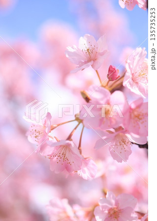 河津桜9400 135735253