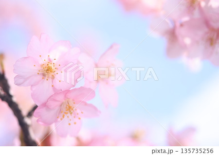 河津桜9467 135735256
