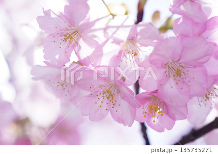 河津桜8916 河津桜8916 135735271