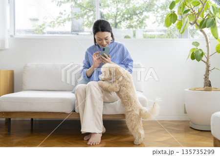 スマートフォンを持ったミドルの女性と10ヶ月のビションプーの女の子　犬との暮らし　イメージ 135735299