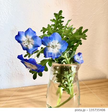 瓶に差したネモフィラの花とやさしい光のある暮らし 瓶に差したネモフィラの花とやさしい光のある暮らし 135735406