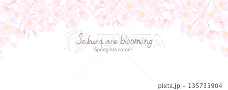 白地に満開の桜の花の背景イラスト 135735904