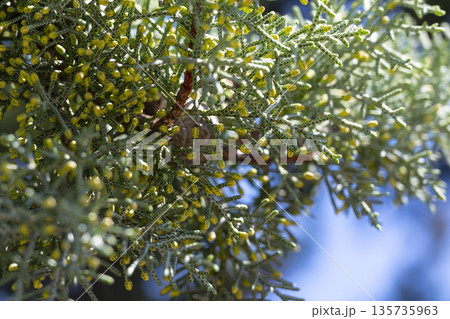 Plant scientist studies thorned stem, Expert observes and highlights textured thorns on rugged plant stem with backlighting 135735963