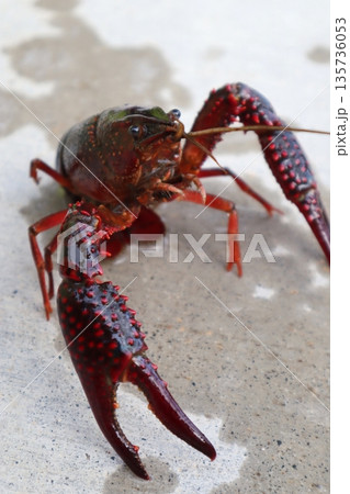 ハサミを持つアメリカザリガニ 135736053