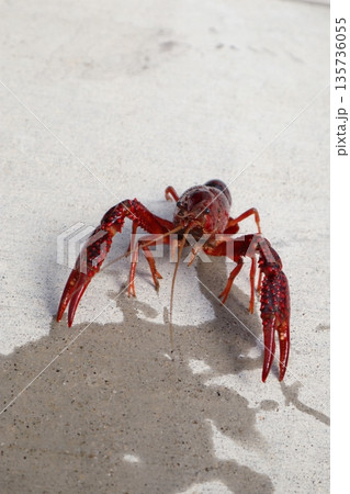 ハサミを持つアメリカザリガニ ハサミを持つアメリカザリガニ 135736055