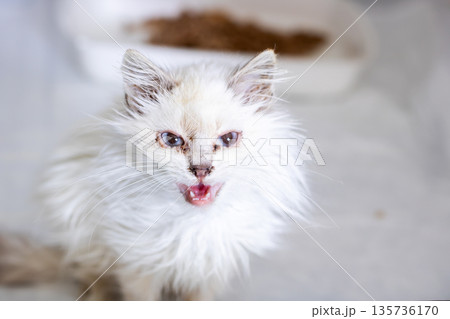 Vulnerable kitten with soiled face and pleading eyes demands prompt medical intervention Vulnerable kitten with soiled face and pleading eyes demands prompt medical intervention 135736170