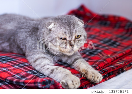 Tranquil senior Scottish fold feline lying on blanket demonstrating gentle demeanor and caring needs Tranquil senior Scottish fold feline lying on blanket demonstrating gentle demeanor and caring needs 135736171