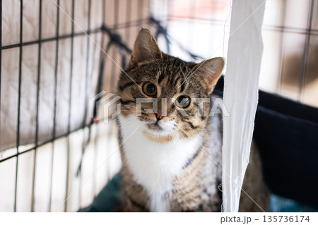 Fearful yet hopeful, Rescue dog trapped in enclosure exhibits eager yet anxious expression Fearful yet hopeful, Rescue dog trapped in enclosure exhibits eager yet anxious expression 135736174
