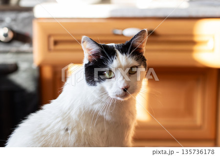 Kitten in cozy setting, Serene feline with green eyes gazes at camera amid cozy kitchen surroundings 135736178