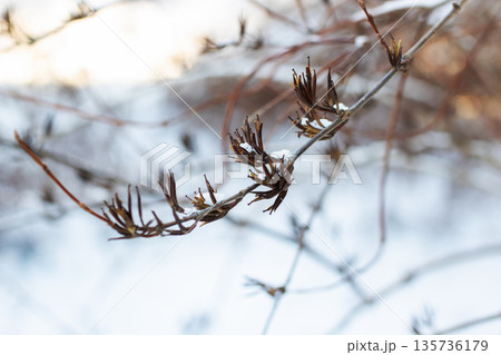 Peaceful winter setting showcasing fragile seed stems and icy crystalline formations 135736179