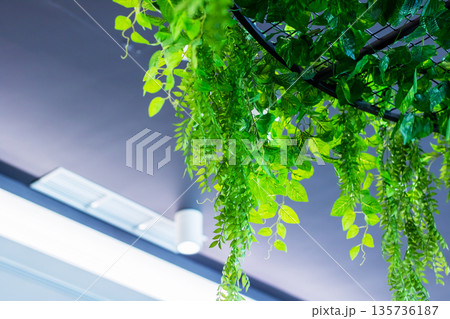 Plantcovered ceiling features encourage tranquility and natural ambiance in office or cafe areas Plantcovered ceiling features encourage tranquility and natural ambiance in office or cafe areas 135736187