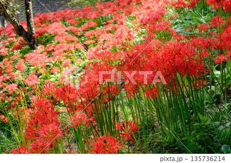 羽黒山公園の彼岸花　宮城県 135736214