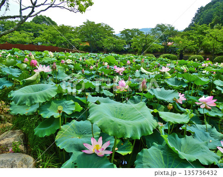 山口県下関市東行庵境内の池に咲く美しい蓮の花 山口県下関市東行庵境内の池に咲く美しい蓮の花 135736432