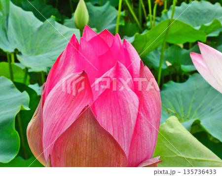 大輪の花が咲く美しいピンク色の開き始める花の蕾 大輪の花が咲く美しいピンク色の開き始める花の蕾 135736433