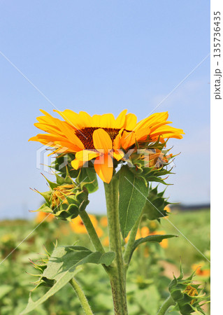 真夏の太陽の光を浴びて元気に咲く大輪の黄色いヒマワリの花 真夏の太陽の光を浴びて元気に咲く大輪の黄色いヒマワリの花 135736435