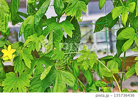 グリーンカーテンにもなる夏野菜のゴーヤ グリーンカーテンにもなる夏野菜のゴーヤ 135736436