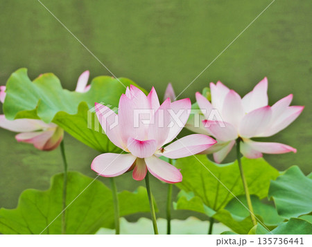 池に咲く大輪のグラデーションが美しいハスの花 135736441