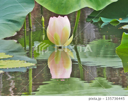 夏の池に咲くグラデーションが美しいハスの花の蕾 夏の池に咲くグラデーションが美しいハスの花の蕾 135736445